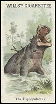 00WA Hippopotamus.jpg